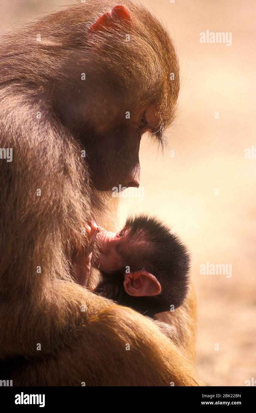 Hamadryas Baboon, Papio cyncocephalus, mother with young baby, captive, Ethiopia Stock Photo
