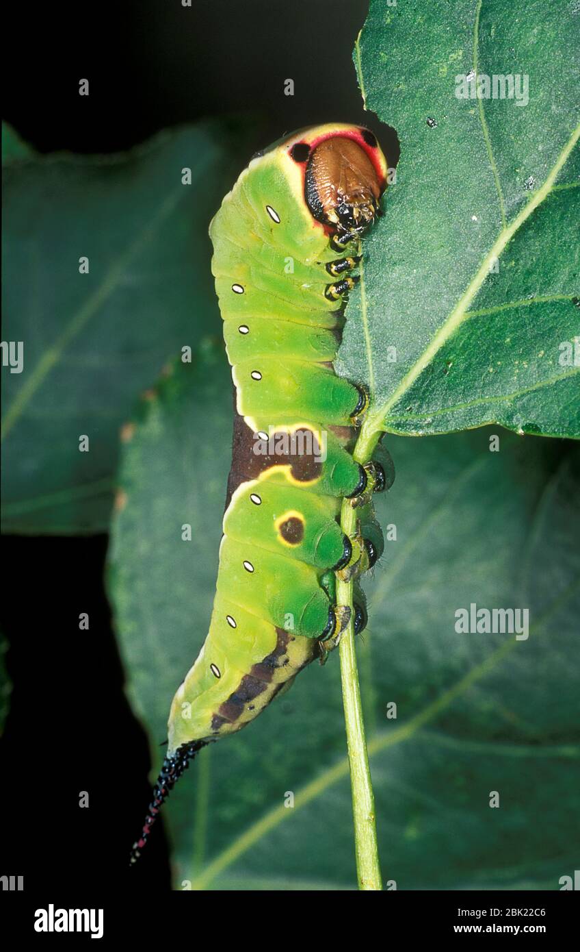 puss-moth-caterpillar-cerura-vinula-feeding-on-leaf-uk-stock-photo