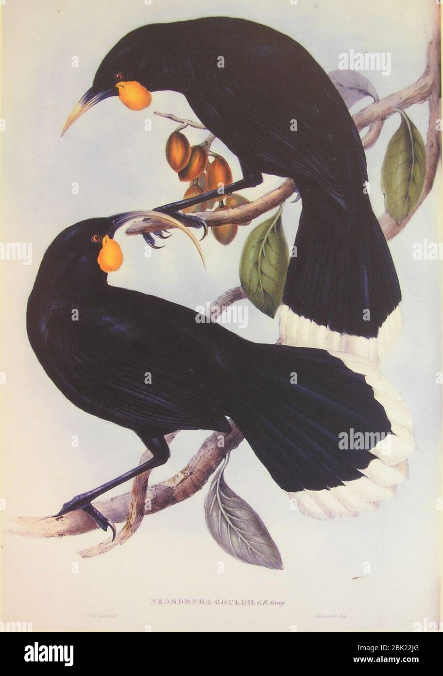 Huia pair illustration Stock Photo Alamy