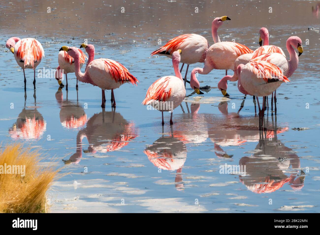 stunning-panoramic-view-of-pink-james-flamingos-at-hedionda-lake
