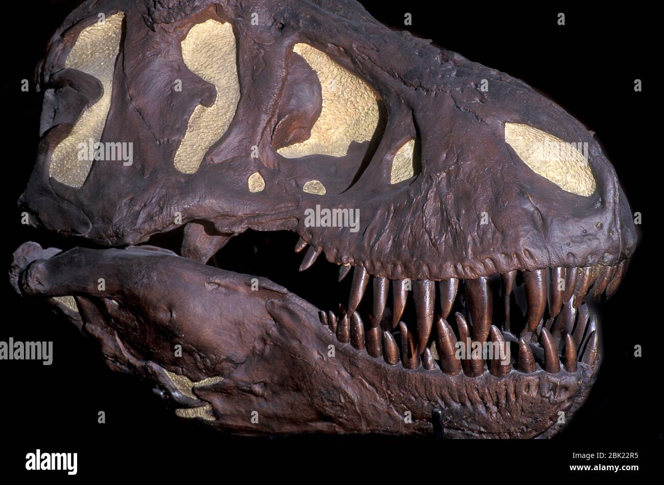 Tyrannosarus Rex Fossil,  Maastrichtian age of the upper Cretaceous Period, 68 to 66 million years ago Stock Photo