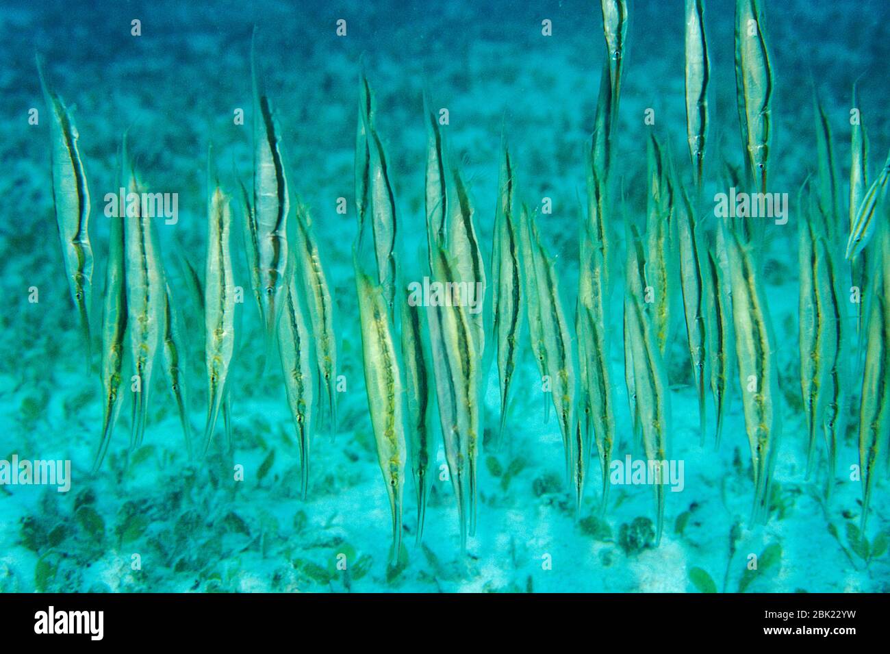 Shrimpfish, Aeoliscus strigatus, group together, Kapalai, Sabah, Borneo Stock Photo