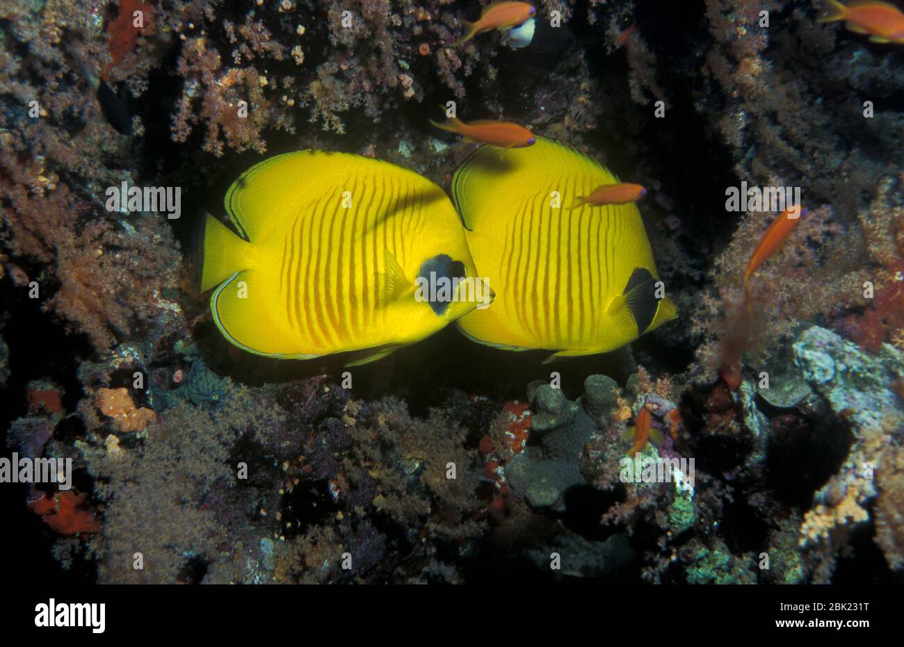 Masked or Golden Butterfly Fish, Chaetodon semilarvatus, Red Sea, yellow and blue, Stock Photo