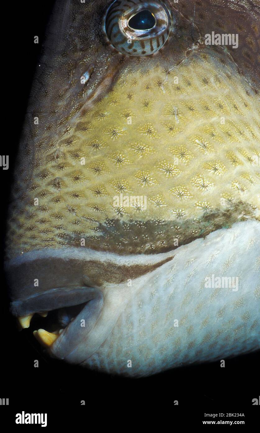 Triton Triggerfish, Balistoides viridescens, Giant Triggerfish or Moustache Triggerfish, close up of mouth showing teeth, face and eye Stock Photo