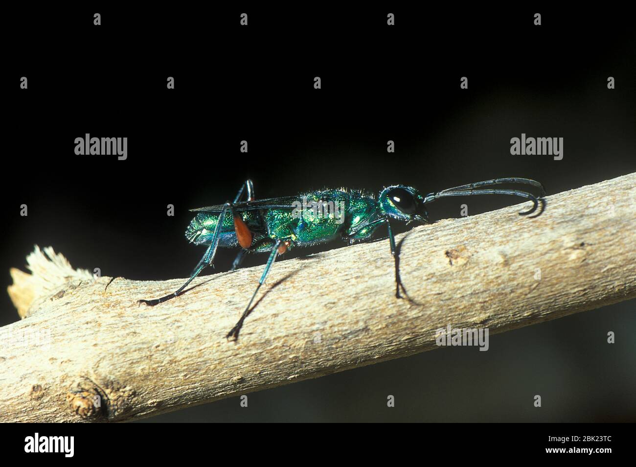 Emerald Cockroach Wasp or Jewel Wasp, Ampulex compressa, Asia, solitary, unusual reproductive behavior, involves disabling a live cockroach and using Stock Photo