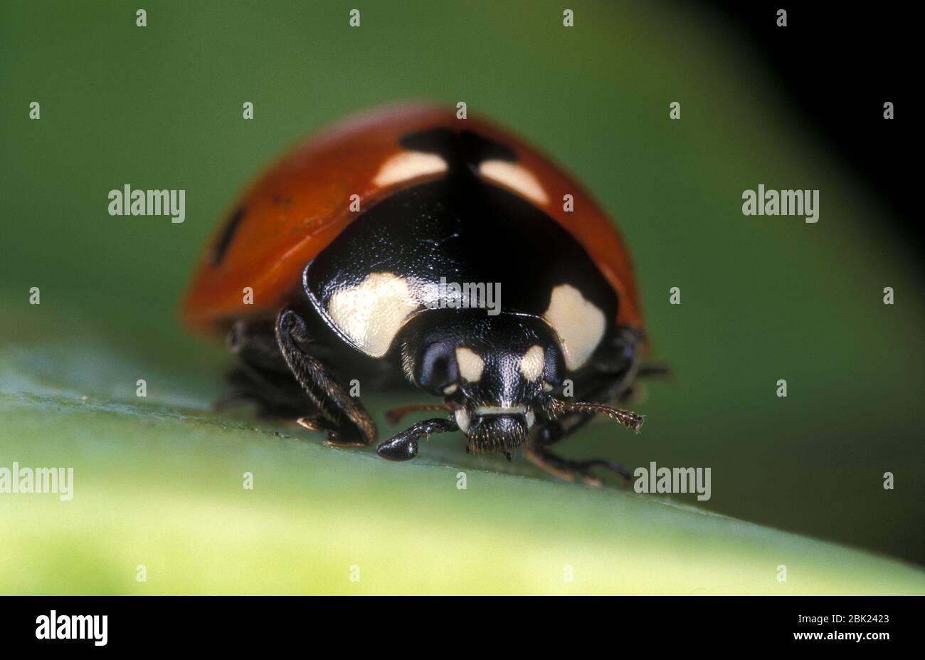 7 Spot Ladybird, Coccinella septempunctata, UK, close up showing head, eyes, antennae Stock Photo