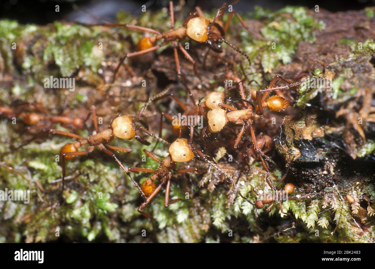 Army Ants, Eciton burchelli, Belize, showing Soldiers and workers on