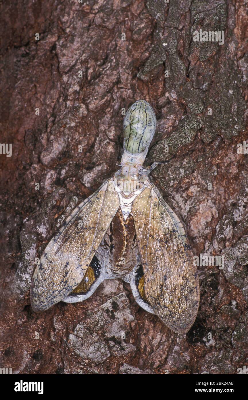 Lantern Bug, Fulgora laternaria, Belize or peanut bug, on tree trunk Stock Photo