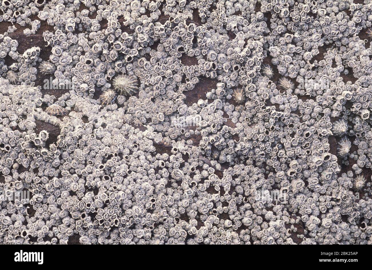 Acorn Barnacles, Semibalanus balanoides, on rocks at beach, UK Stock Photo