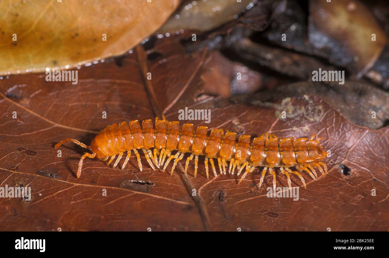 Millipede, red/orange colour, on forest leaf litter, Belize Stock Photo