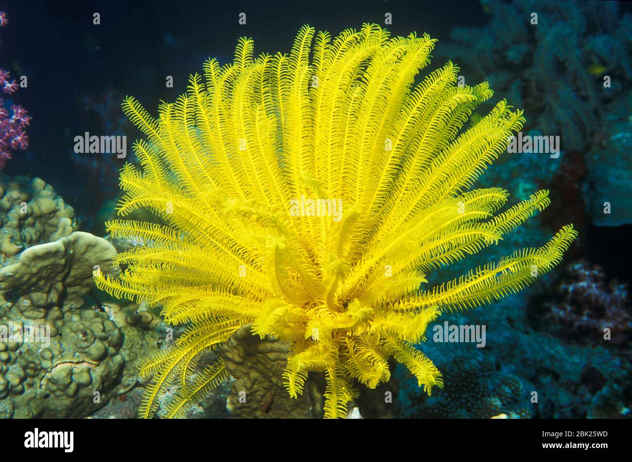 Types Of Sea Lilies