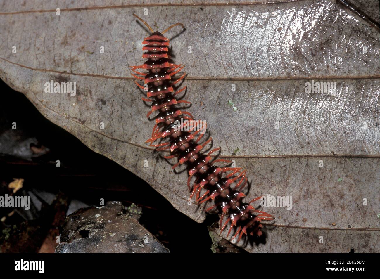Flat Backed Millipede, Platyrhachus sp, Poring Hot Springs, Sabah, Borneo, showing red warning colouration Stock Photo