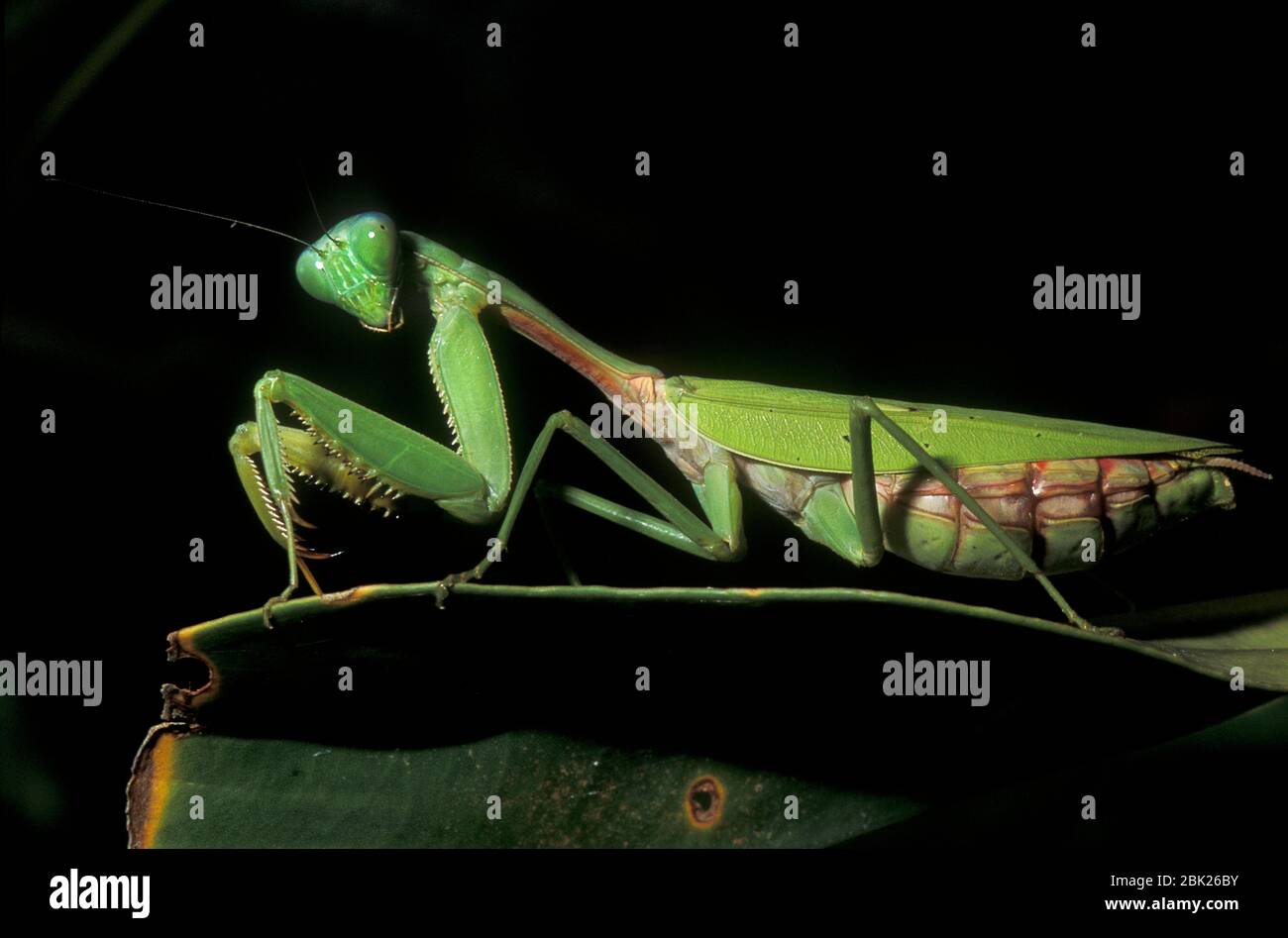 Green Praying Mantis, Gildella suavis, Poring Hot Springs, Sabah, Borneo, on leaf in rainforest Stock Photo