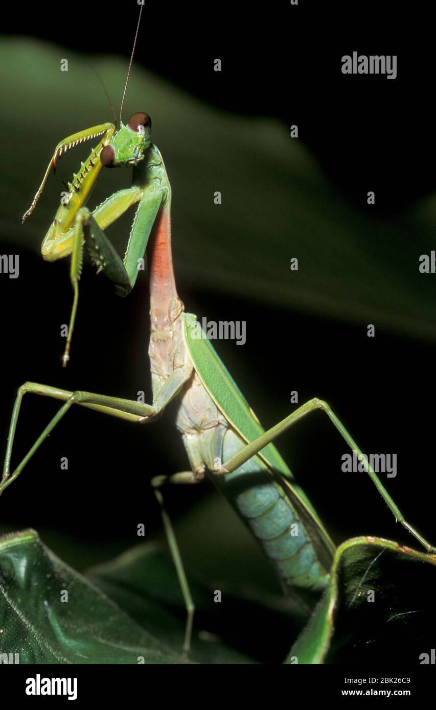 Green Praying Mantis, Gildella suavis, Poring Hot Springs, Sabah, Borneo, on leaf in rainforest Stock Photo