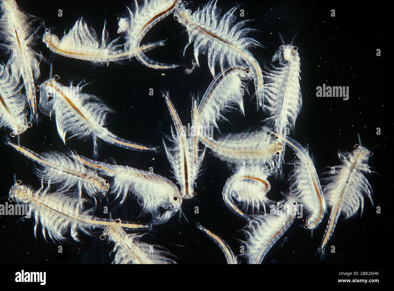 Fairy Shrimp, Anostraca, close up, macro, backlight Stock Photo