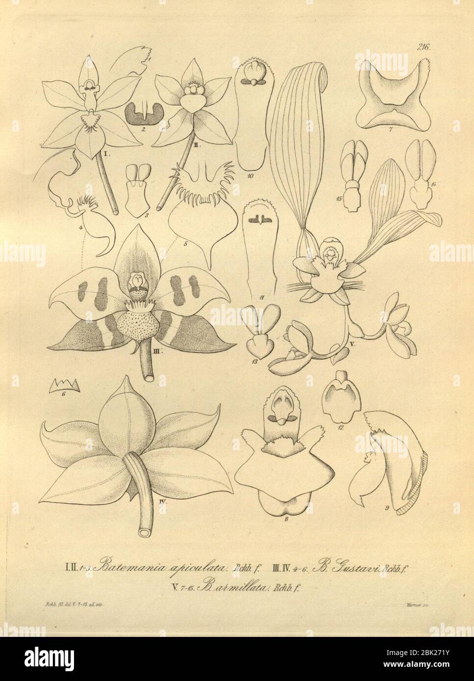 Huntleya apiculata (as Batemannia apiculata)- Huntleya gustavii (as Batemannia gustavii) - Batemannia armillata - Xenia 3-216 (1881). Stock Photo