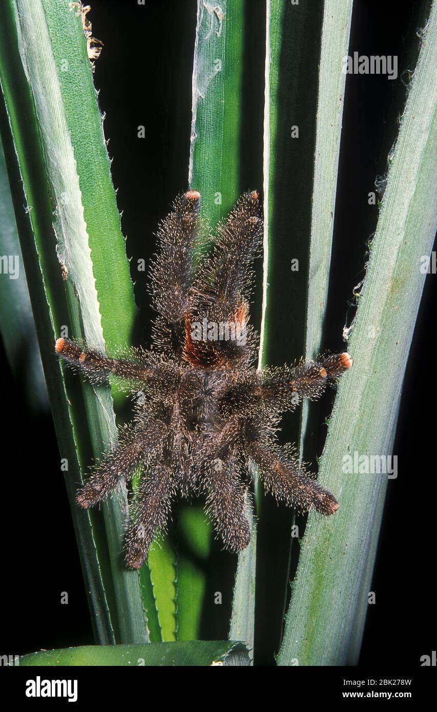 Tarantula, Avicularia  species, Ecuador, on plant in rainforest at night Stock Photo