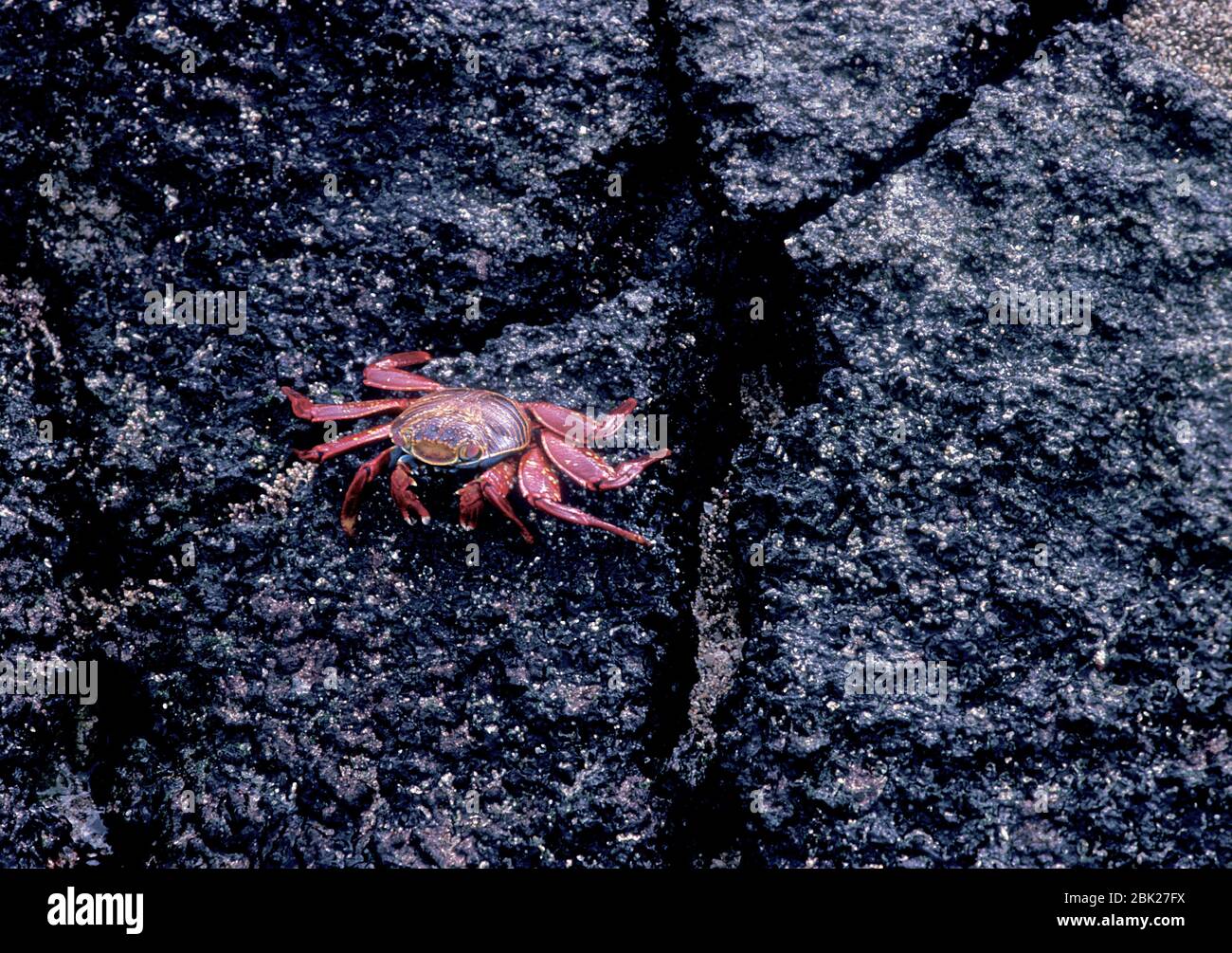Sally Lightfoot Crab, Grapsus graspus, Galapagos Islands, standing on rocks Stock Photo