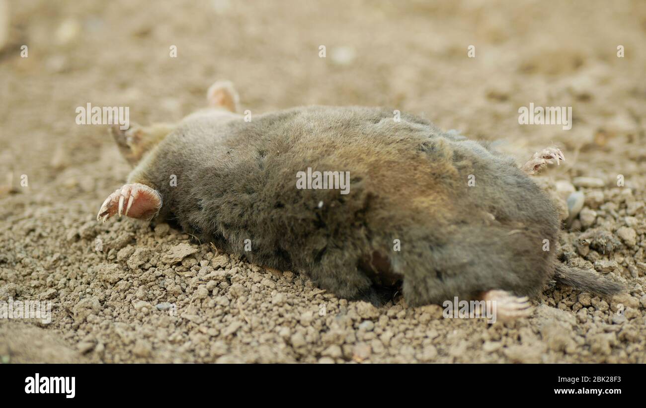 Poisoning by poison rodenticides pesticides agriculture against rodents