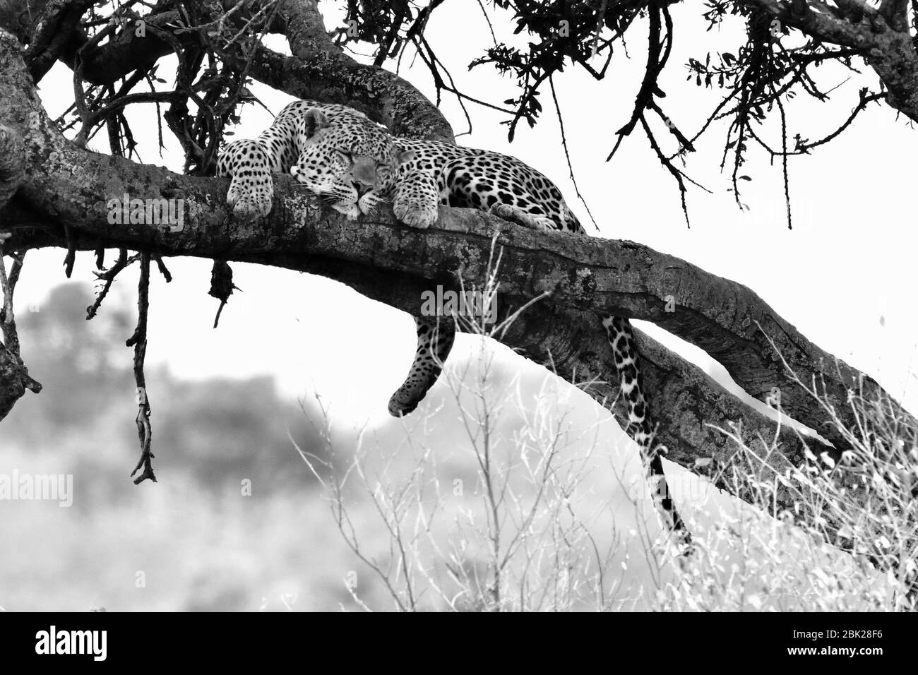 Leopard snoozing in a tree during the day Stock Photo