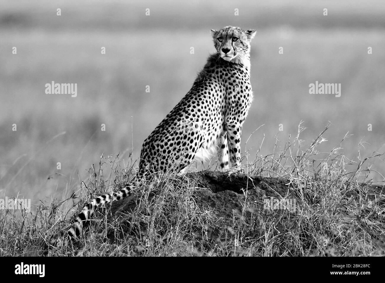 Cheetah Black and White Stock Photos & Images - Alamy