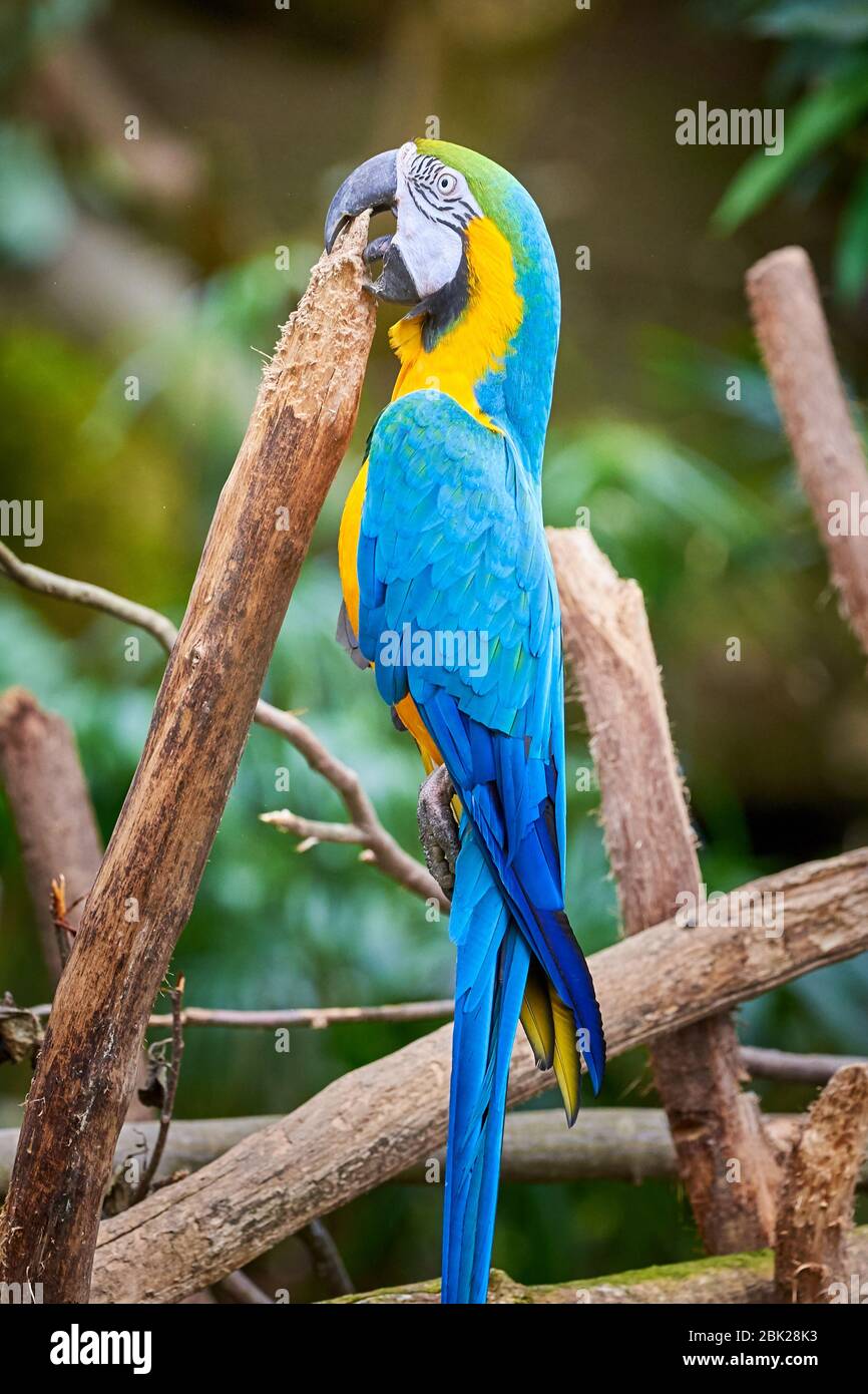 Blue-and-yellow macaw hanging in his beak (Ara ararauna), exotic bird Stock  Photo - Alamy