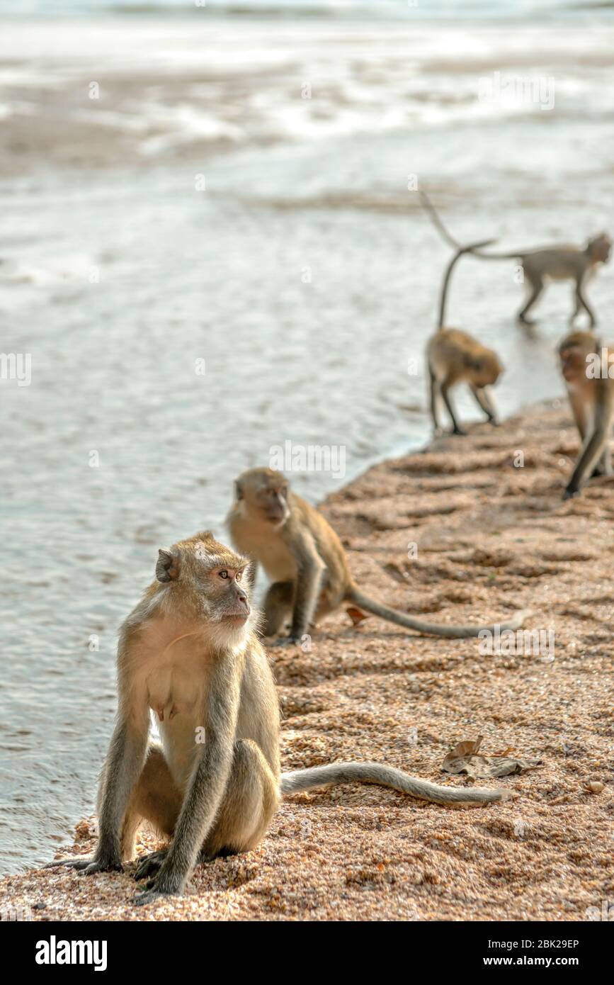Wild Macaque at Ao Nang Beach near Krabi, Thailand Stock Photo