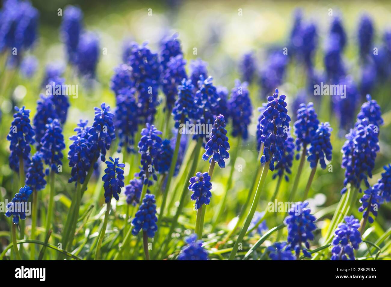 Beautiful Flowers Blue Grape Hyacinth Or Bluebells Muscari Flower In Spring Perennial Bulbous Plants Close Up Stock Photo Alamy Beautiful Flowers Blue Grape Hyacinth Or Bluebells Muscari Flower In Spring Perennial Bulbous Plants Close Up Stock Photo Alamy