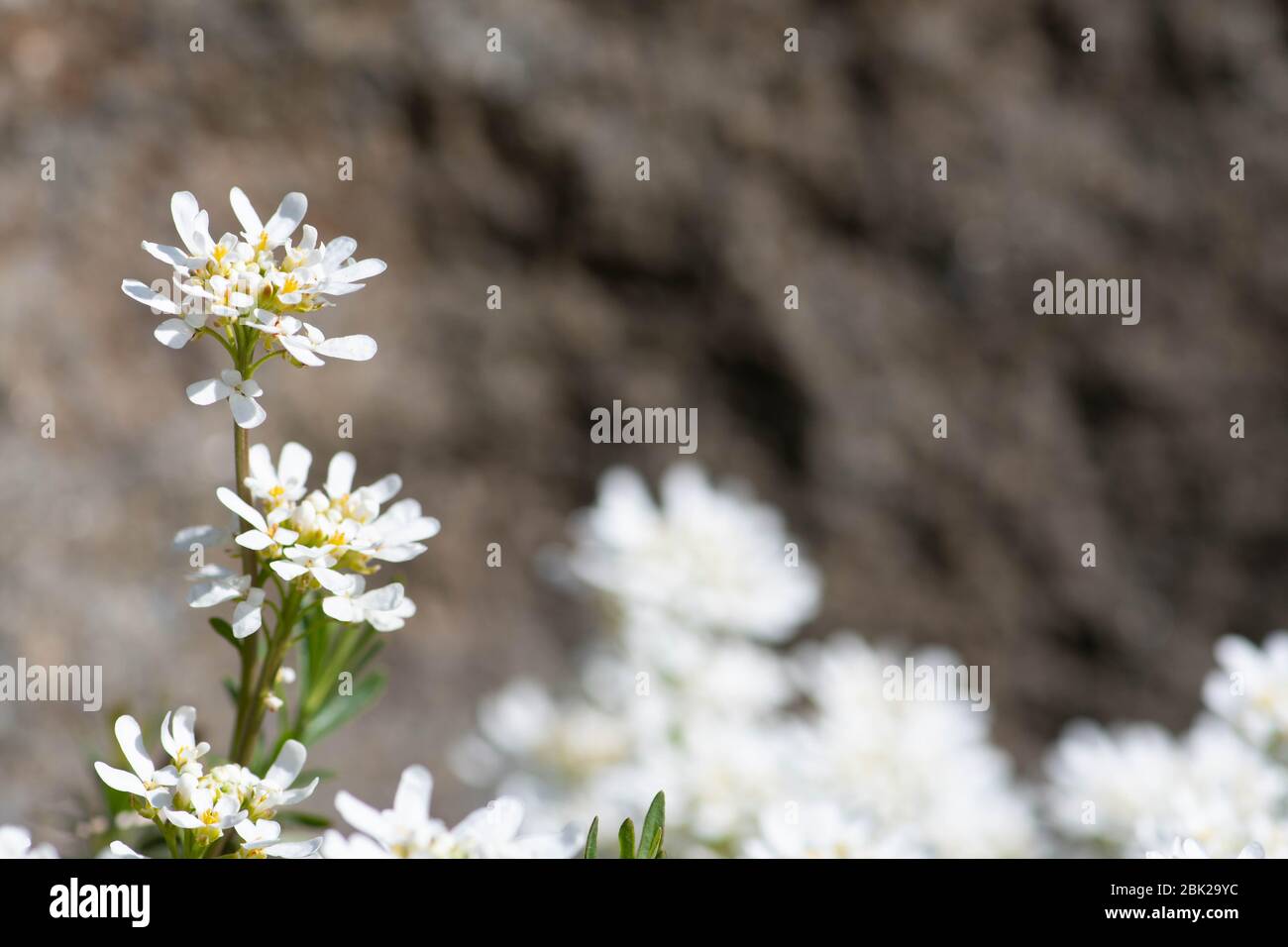 Beautiful white spring flower, gibraltar candytuft on the rocks Stock Photo