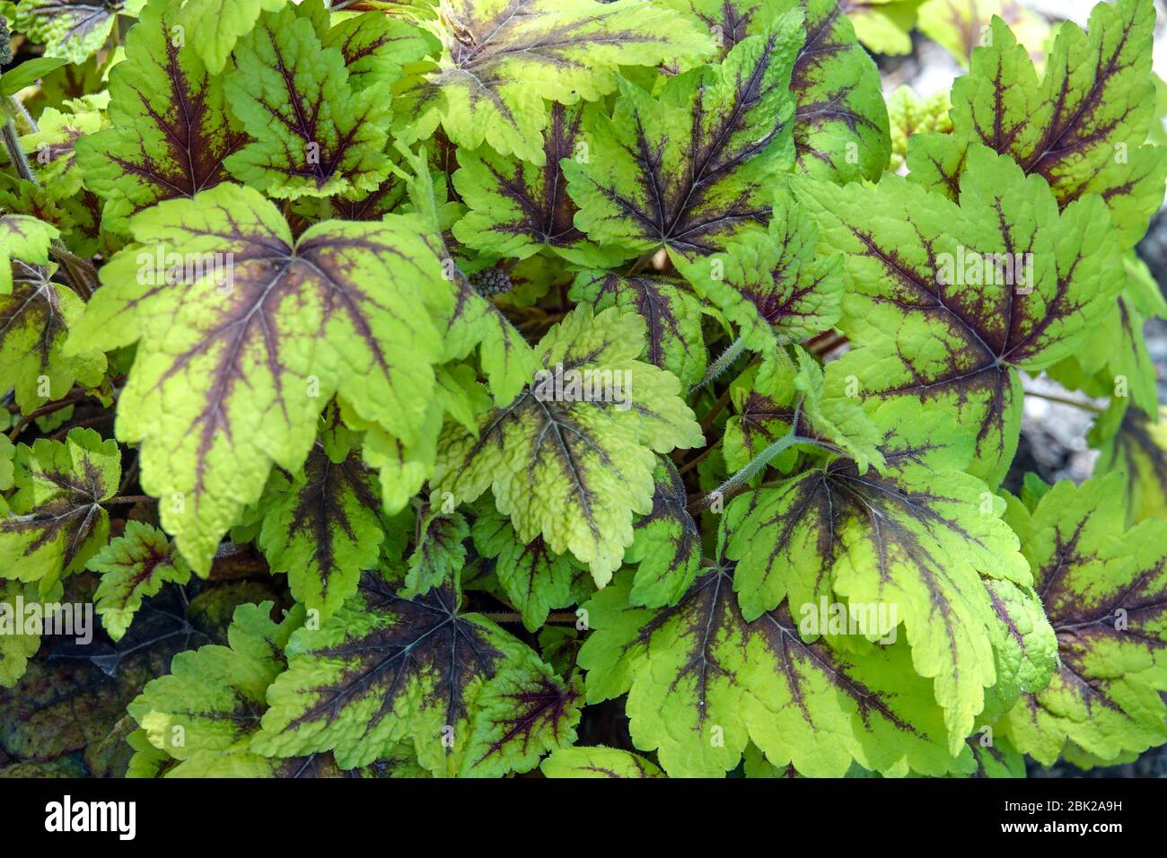 Heucherella 'Stoplight' foliage Stock Photo