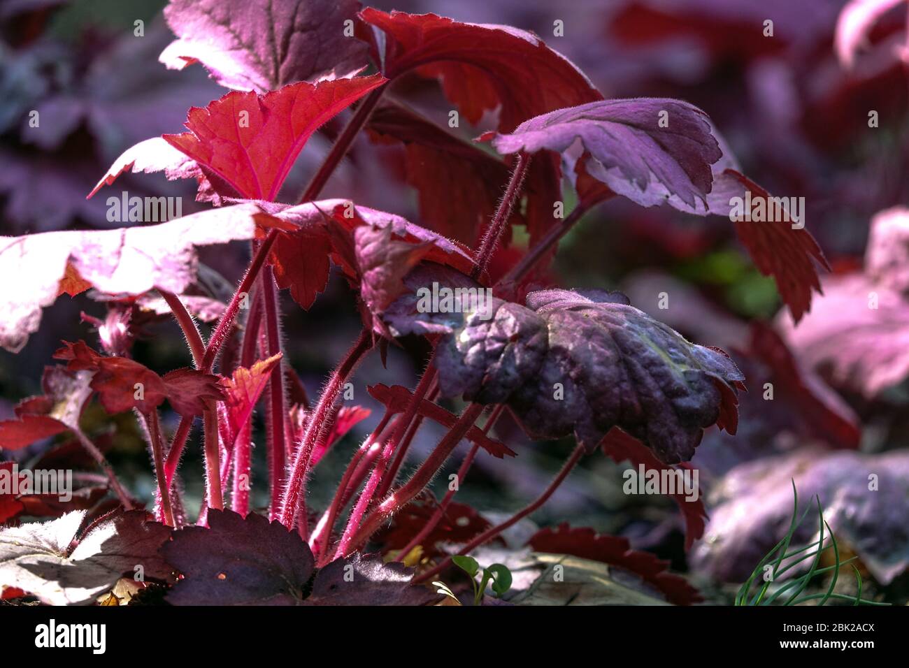 Heuchera “Georgia Plum Stock Photo - Alamy