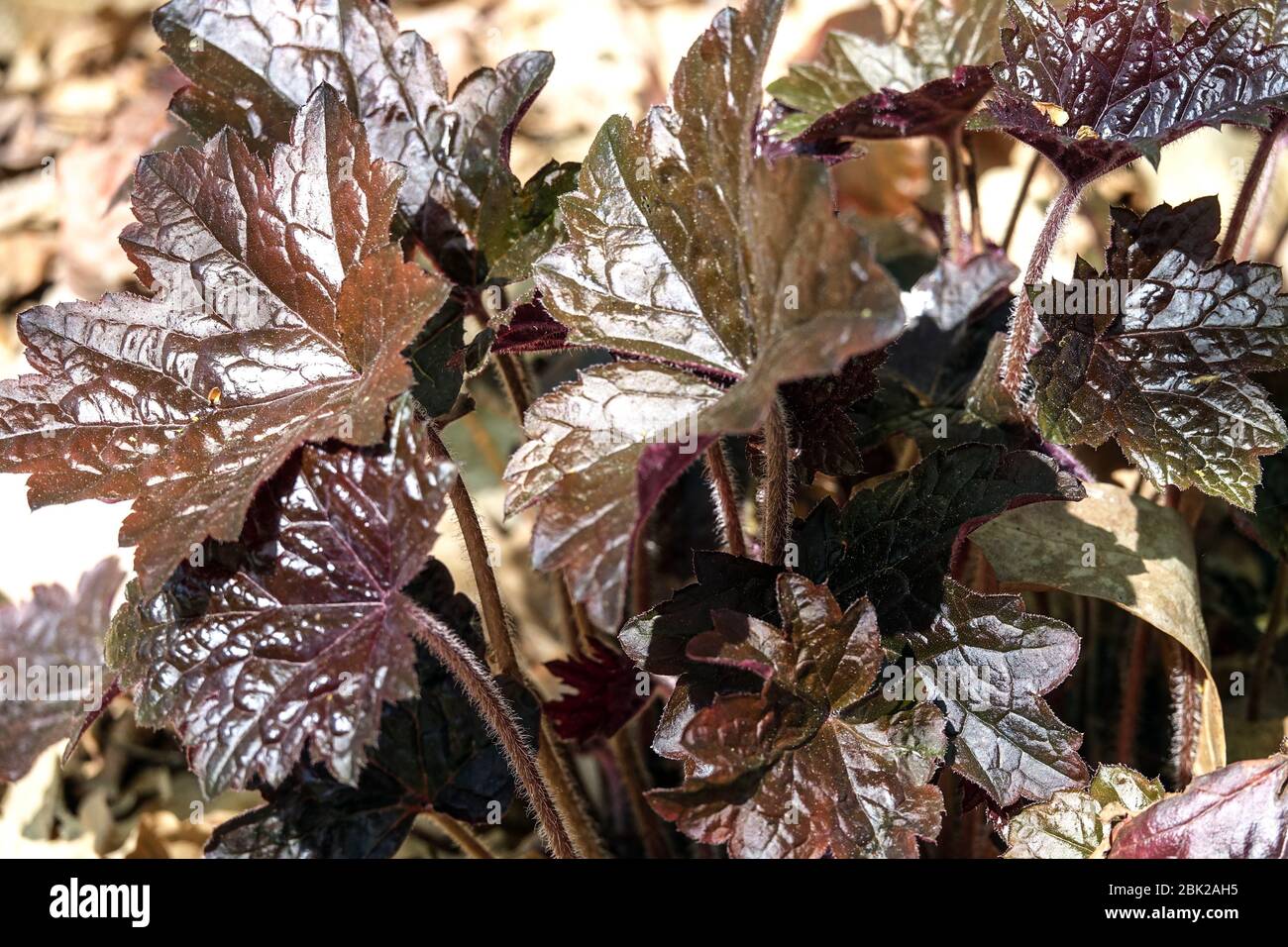 Aloom Root Heuchera 'Blackout' Heuchera Leaves Black Dark Foliage Stock Photo