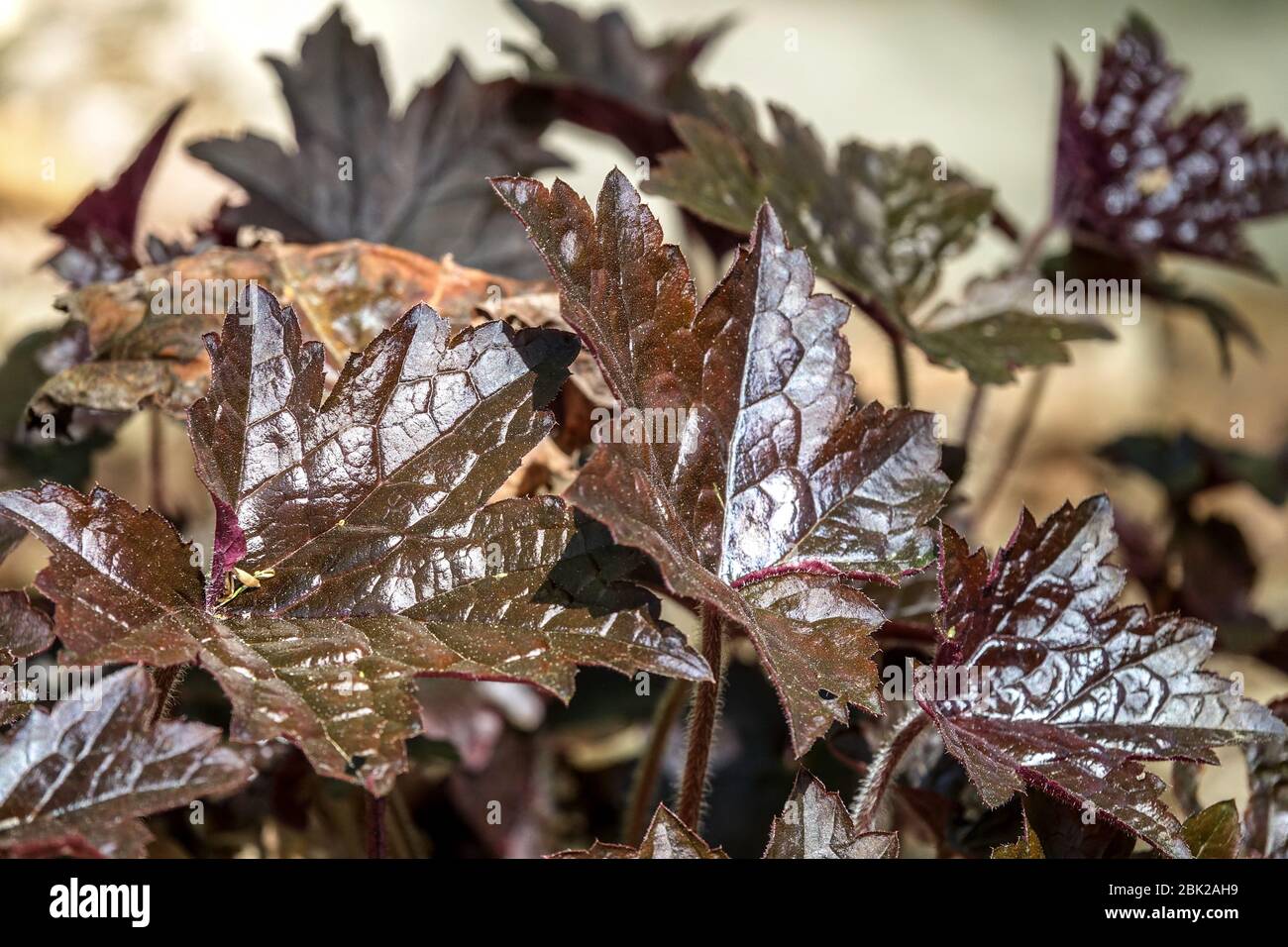 Dark Glossy Leaves Heuchera 'Blackout' Stock Photo