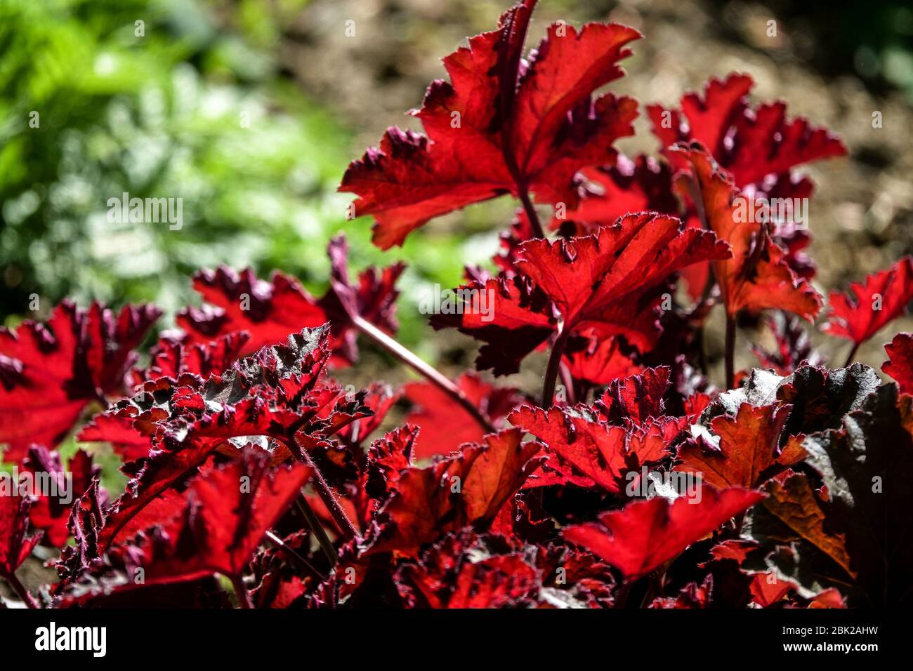 Leaves Red Heuchera 'Chocolate Ruffles' Heuchera Foliage Stock Photo