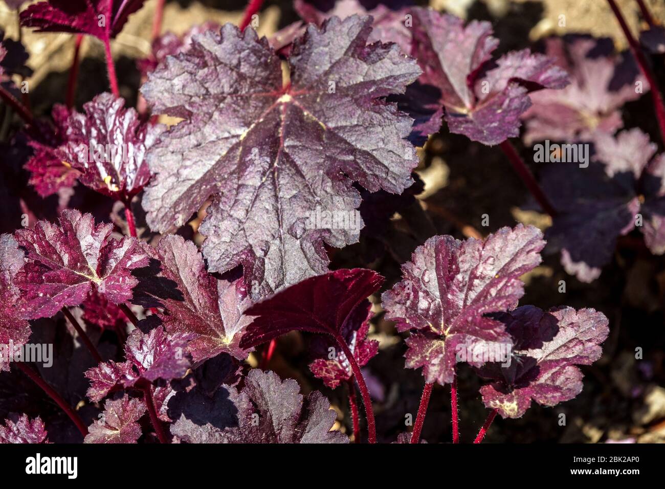 Leaf Heuchera 'Ruby Veil' Heuchera Leaves Glossy Ruby-Red Foliage Burgundy Purple Decorative Ornamental April Coral Bells Alumroot Coralbells Alum Stock Photo