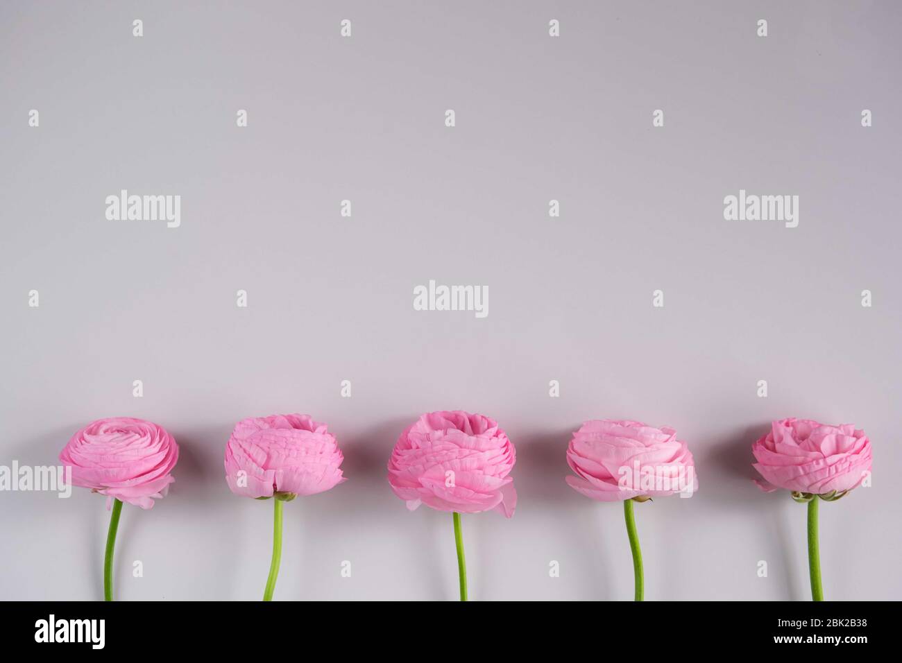 tender pink ranunculus asiaticus flowers on gray background. Copy space. Stock Photo