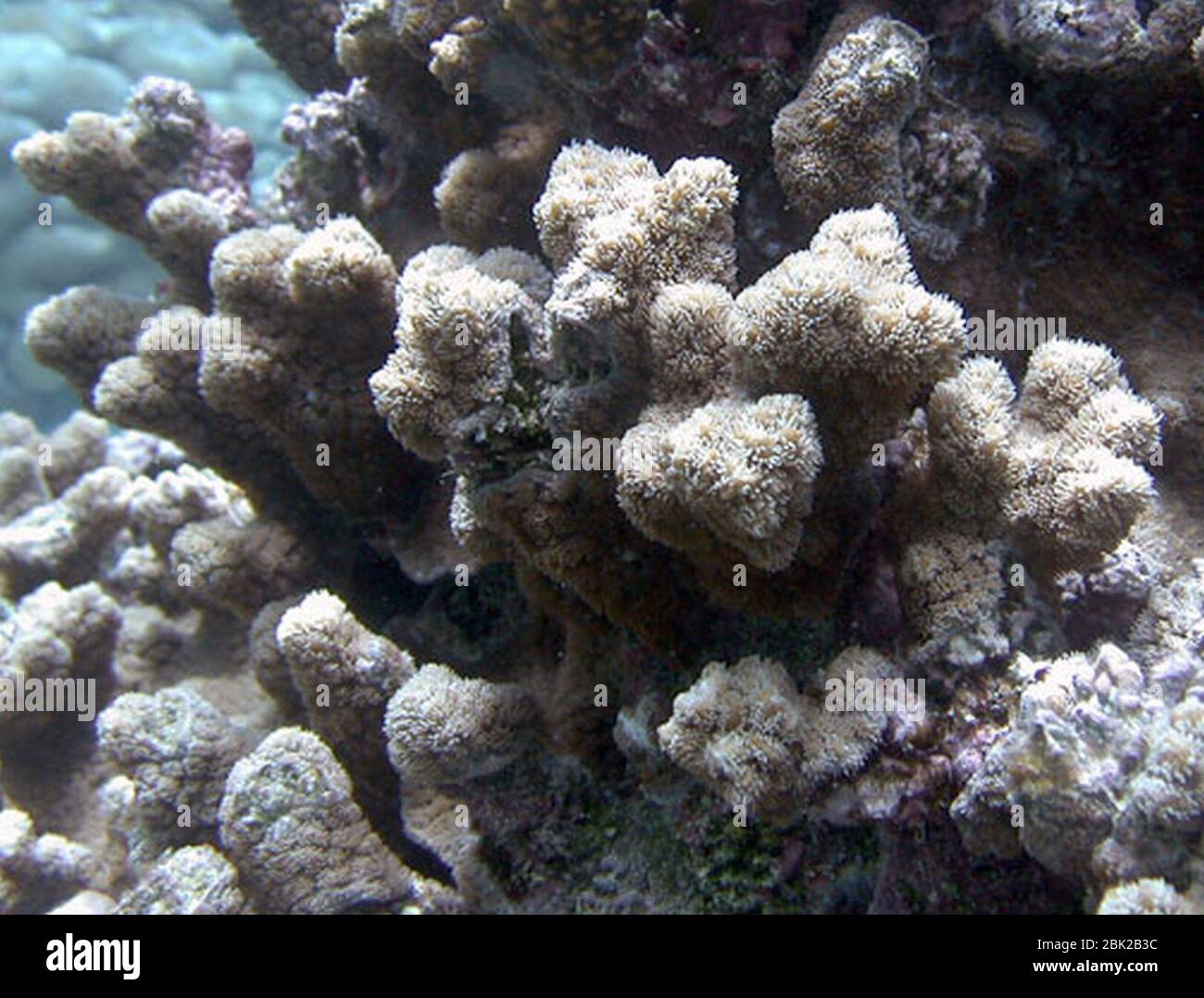 Hydnophora exesa Samoa 2. Stock Photo