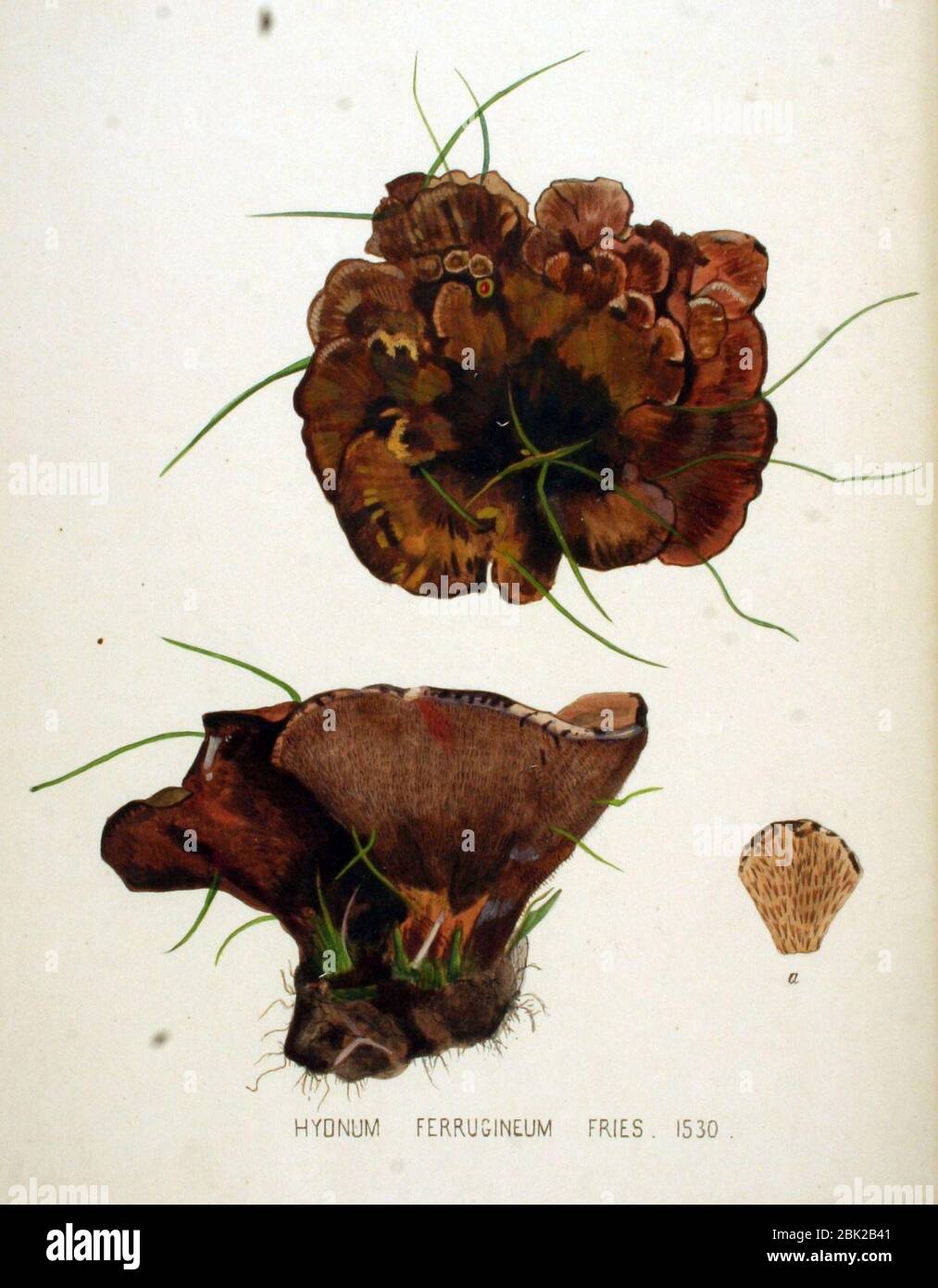 Hydnum ferrugineum — Flora Batava — Volume v20. Stock Photo