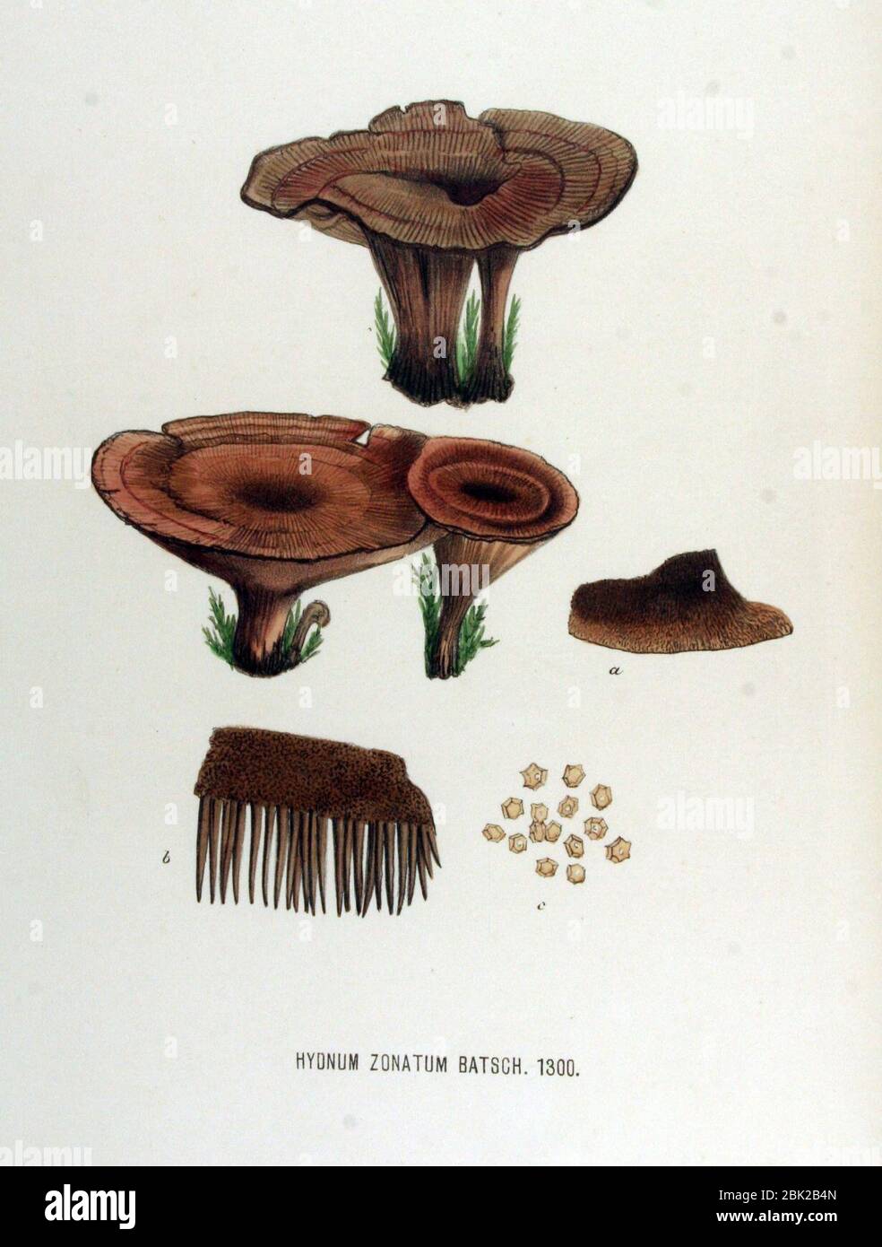 Hydnum zonatum — Flora Batava — Volume v17. Stock Photo