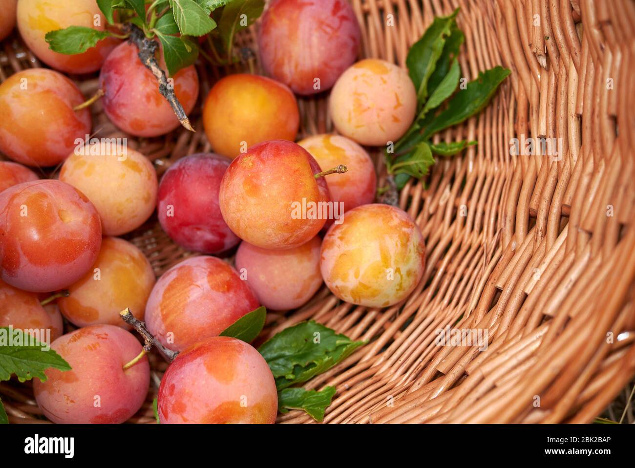Plums varieties in a basket Stock Photo Alamy