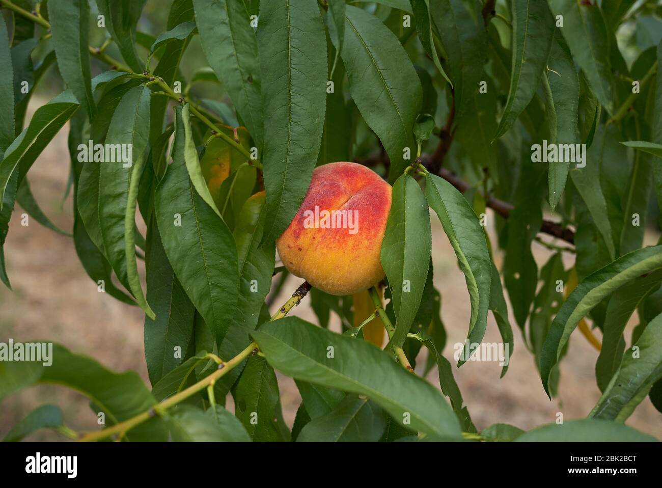 Prunus persica branch with fresh peach Stock Photo