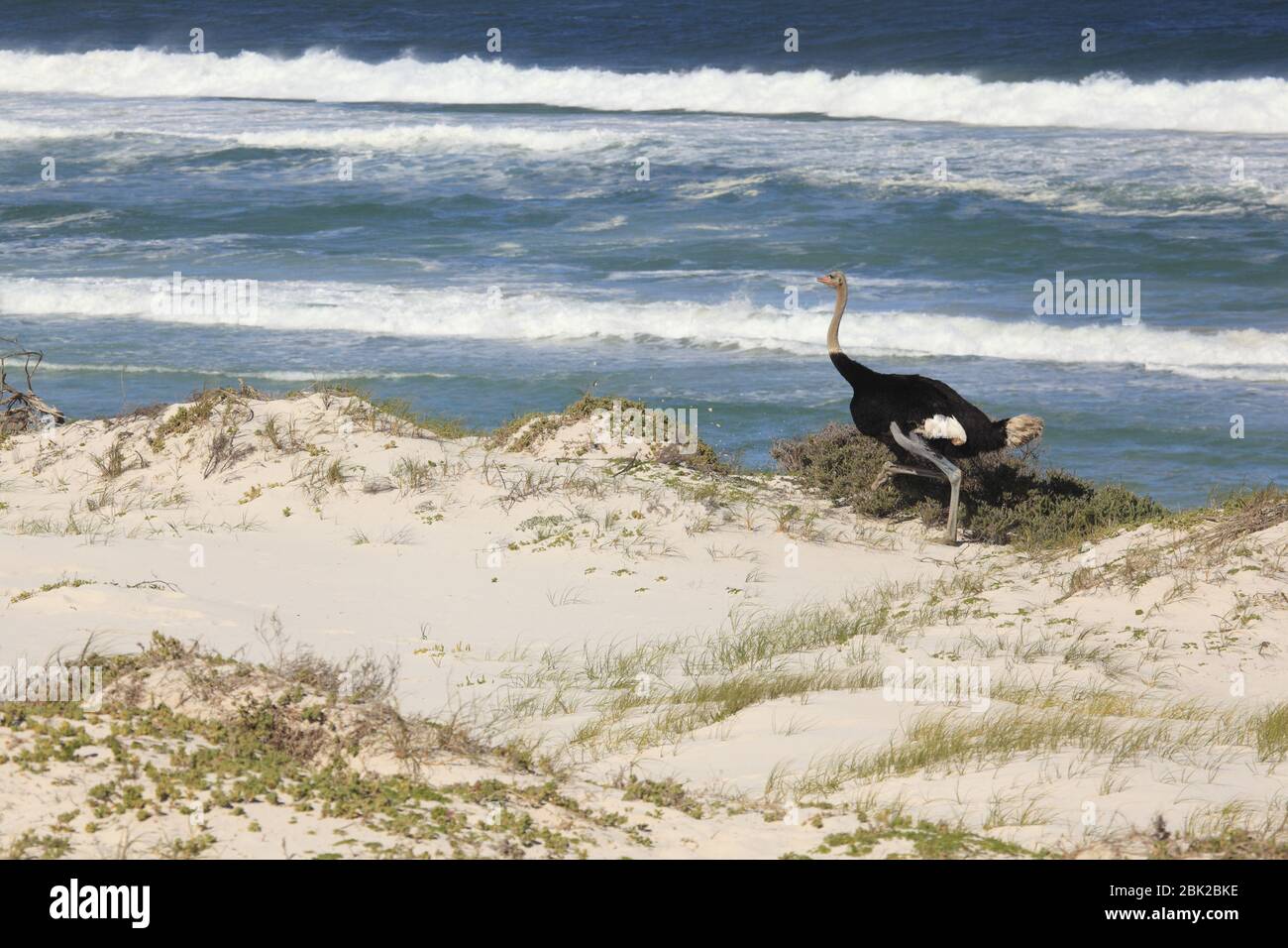 Ostrich on a beach in south Africa Stock Photo
