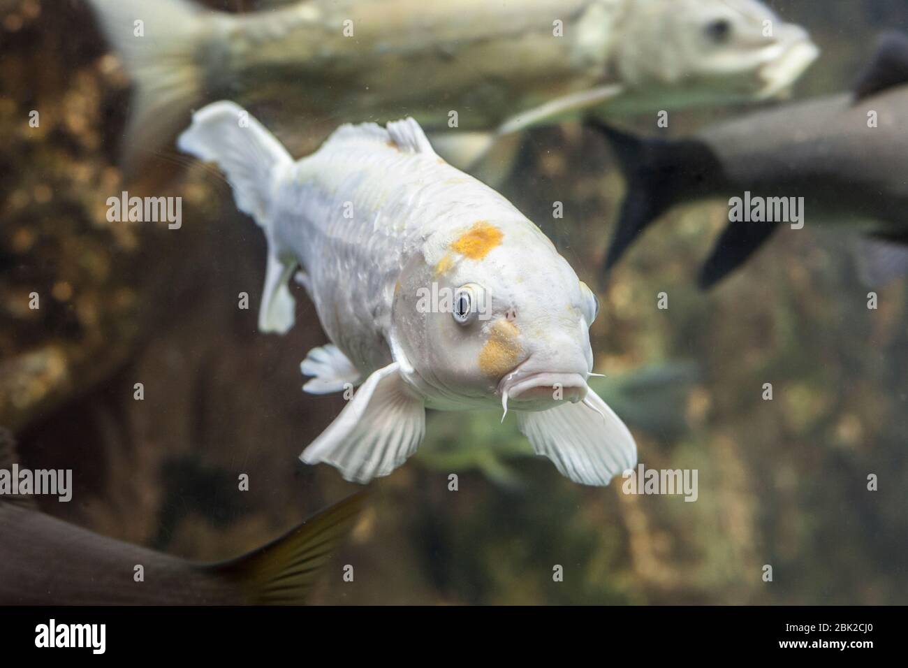 Albino European carp or Cyprinus carpio, a species of freshwater fish Stock Photo