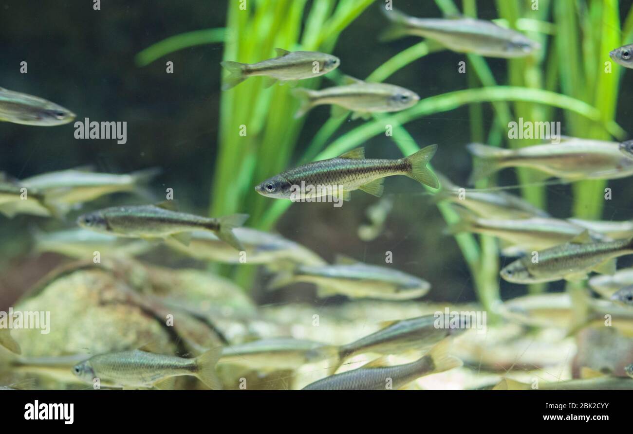 Common bleak or Alburnus alburnus, a species of freshwater fish in Guadiana River, Spain Stock Photo