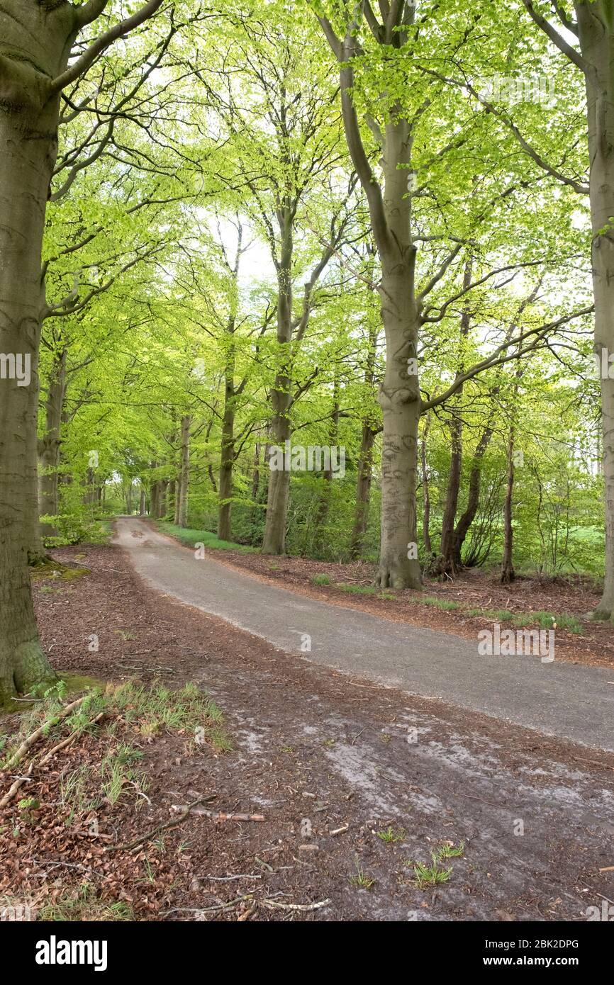 Spring trees with green spring leaves, path of sand. Backgrounds Stock ...