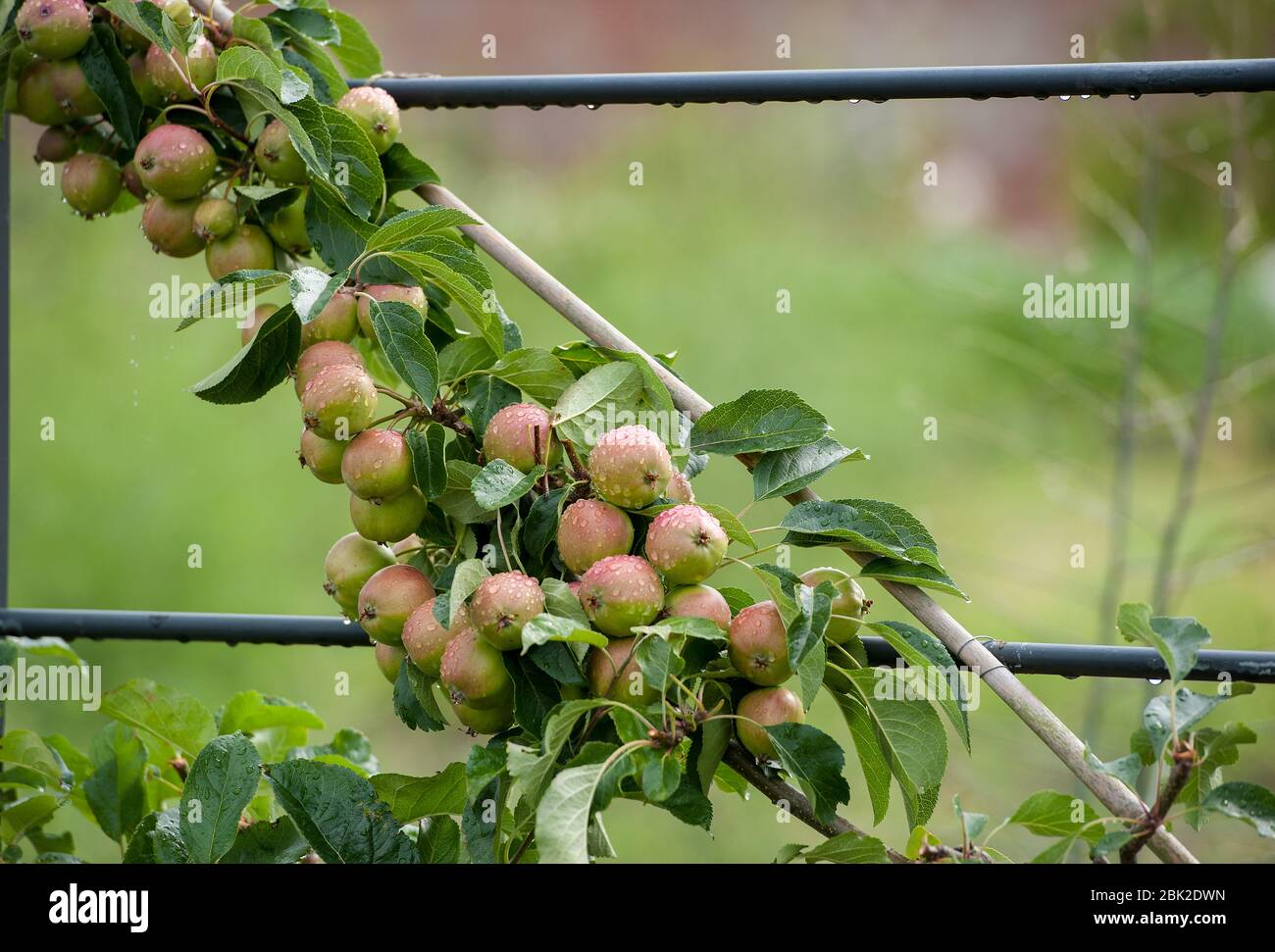 Apple tree Stock Photo