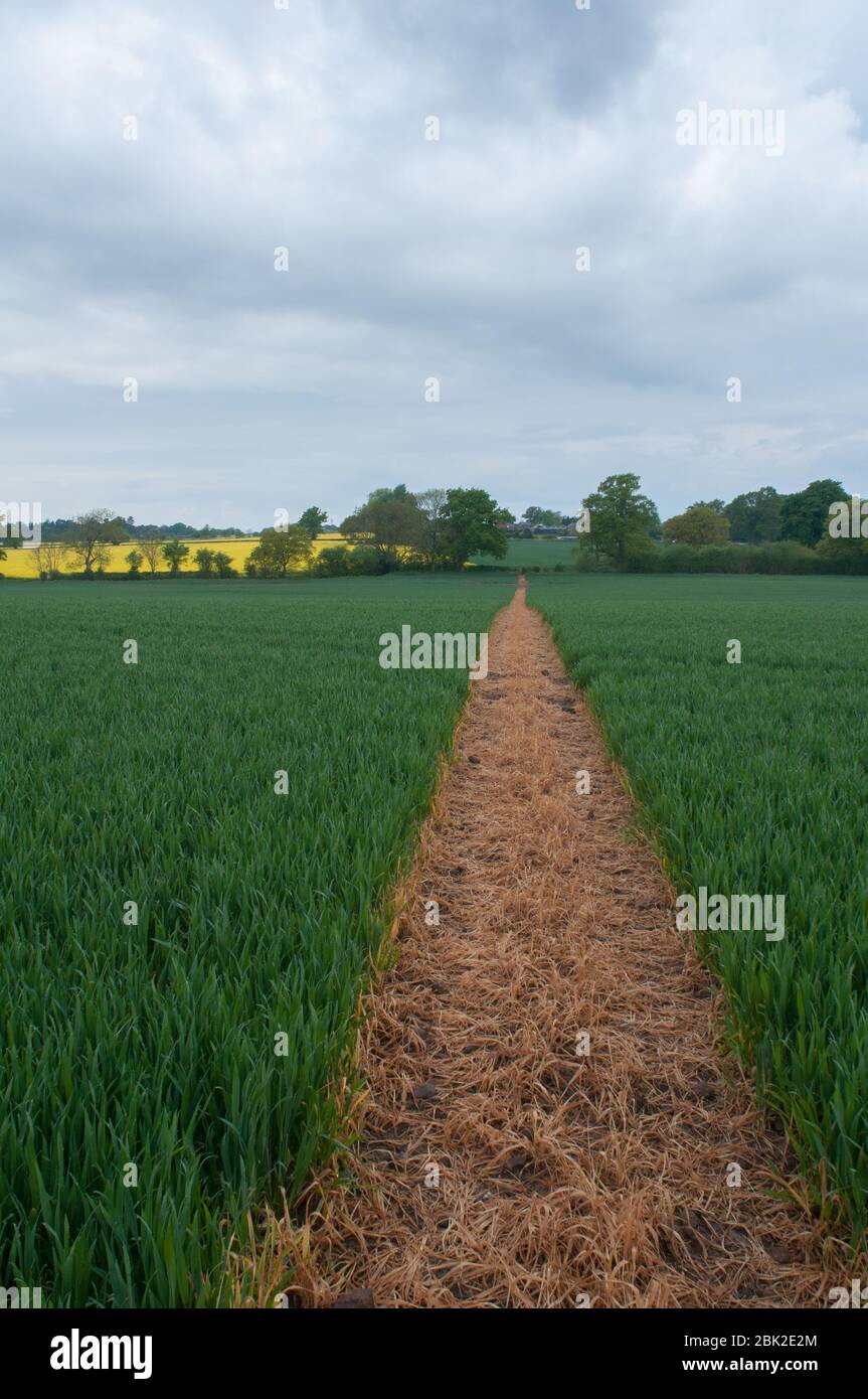 Footpath through field Stock Photo Alamy