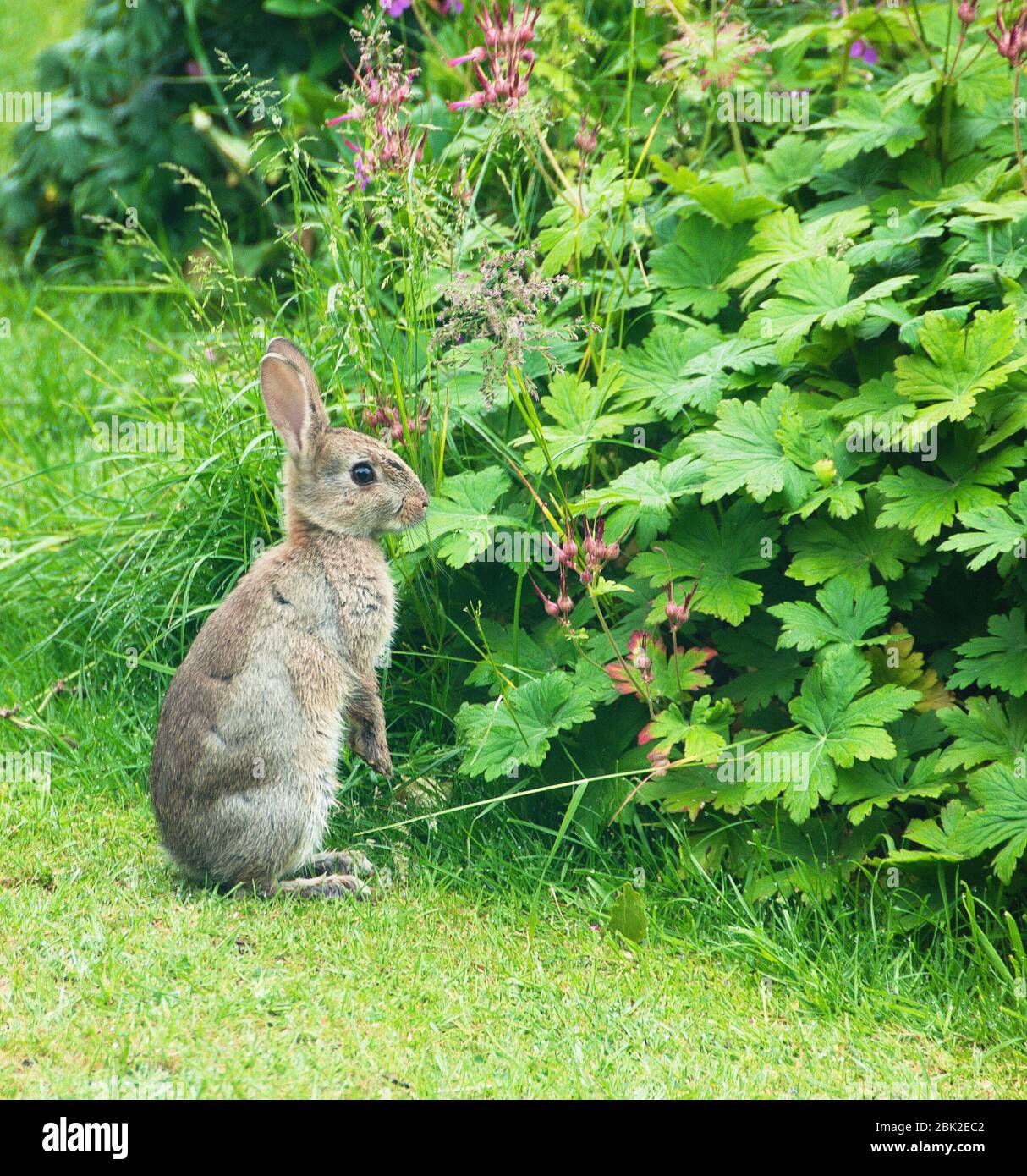 Wild Rabbit Garden High Resolution Stock Photography and Images Alamy