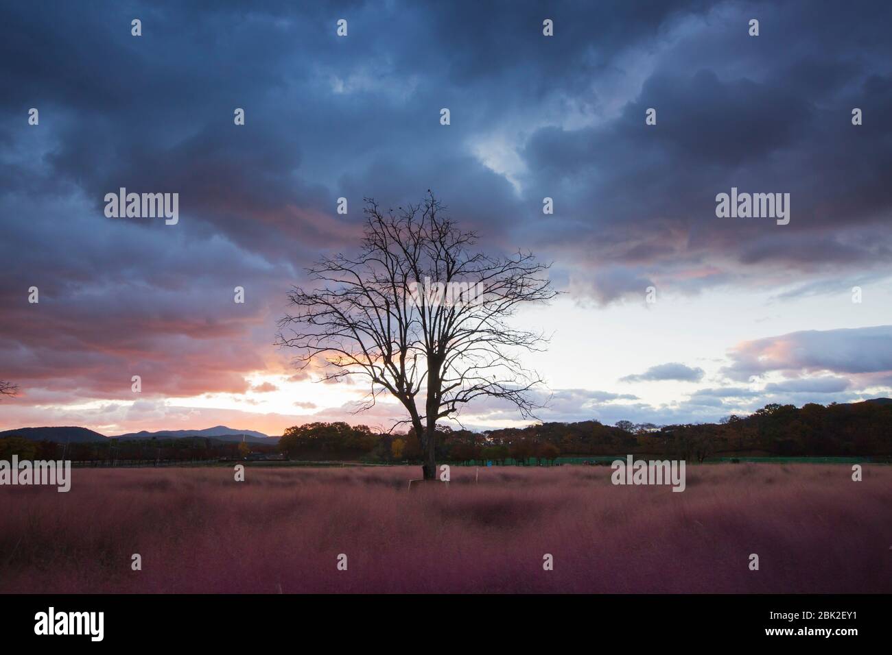 beautiful sunrising landscape with a tree in the pink muhly grass field on autumn, Gyeongju, Korea Stock Photo