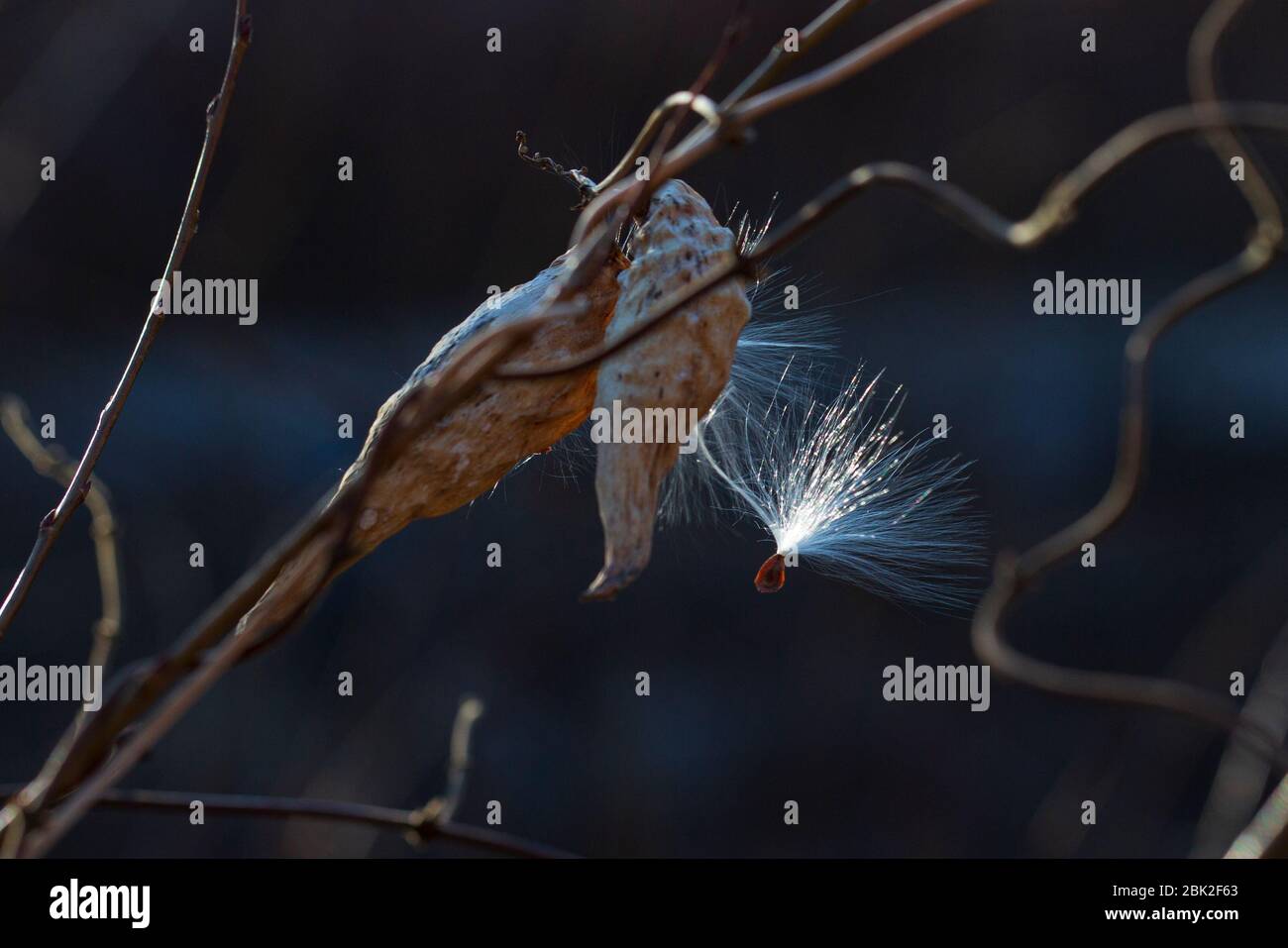 close up a milkweed (Asclepias syriaca) seed hanging on a branch Stock Photo